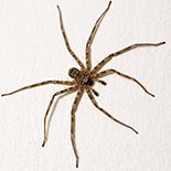 Selenops species